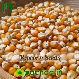 Popcorn Seeds - Maize Makka Cholam (பொரி மக்கா சோள) - INDIAN-IMPORTED