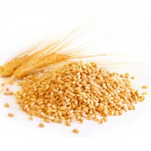 Organic Wheat Godhumai (கோதுமை) W