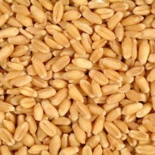 Organic Wheat Godhumai (கோதுமை) W