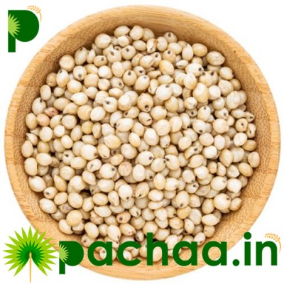 Cholam Sorghum Jowar Jonna Jola Cholum