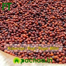 Finger Millet |Kelvargu | Mandua | Ragulu |Koovarugu |Ragi (ராகி)