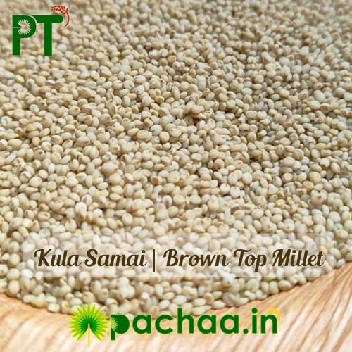 Brown Top Millet (Kula Samai) – Healthy Millet | Chennai | India | Korle (பிரவுன் டாப்) 1Kg