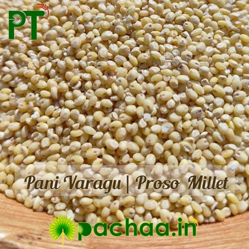 Proso Millet  Panivaragu Barri  Varigulu Baragu (பணி வரகு)