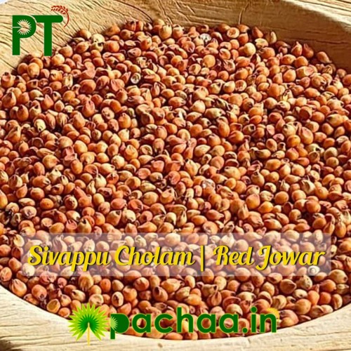 Sivappu Cholam Red Sorghum Jowar Jonna Jola Cholum (சிவப்பு சோளம்) W