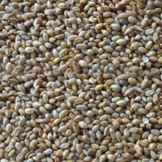 Naatu Kambu Pearl Millet Bajra Gantilu Sajje (நாட்டு கம்பு) W