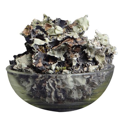 Black Stone Flower | Kalpasi (கல்பாசி) 